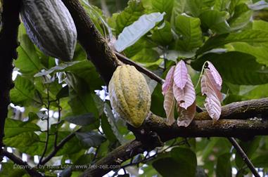 Thekkady, Abrahams Spice Garden, Kakao_DSC7226_H600